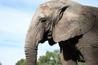 Kenya ya está en Brasil: trasladaron a la elefanta del Ecoparque de Mendoza a un santuario natural