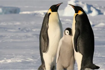 Alarma en la Antártida: los pingüinos emperadores están en dramático declive