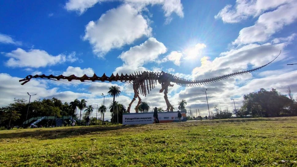 EL MÁS GRANDE. La Casa de la Provincia de Chubut armó el esqueleto de un gran dinosaurio.