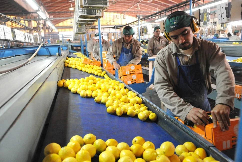 ACUERDO. Recientemente, se abrió el mercado chileno para la exportación de limones frescos argentinos.