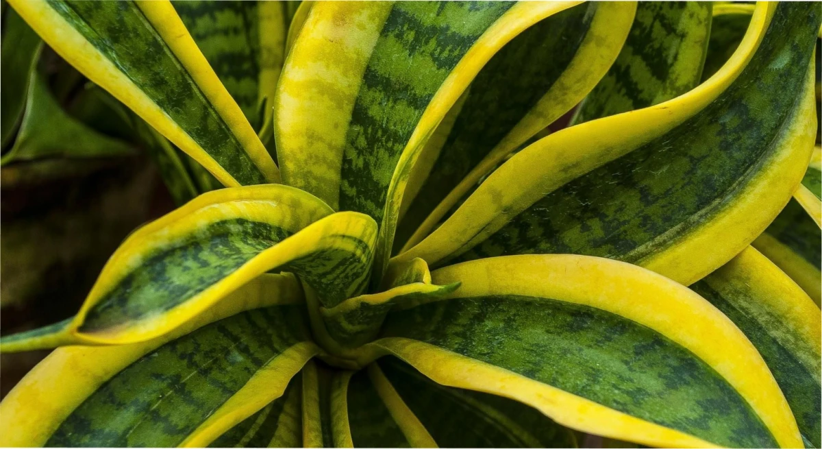 Las plantas que deberías incorporar en tu casa, según la NASA.