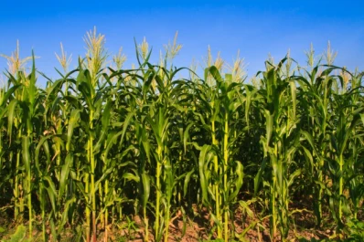 La importancia de la rotación de cultivos