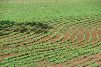 Malezas: “Es clave disponer de herramientas posemergentes”