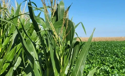 Soja: la rotación con gramíneas es efectiva contra las plagas