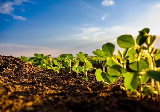 Las siembras de fines de diciembre e inicios de enero mostraron mejores rendimientos