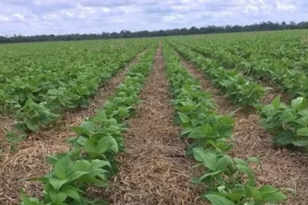 Soja: el rinde medio fue inferior al de la campaña pasada