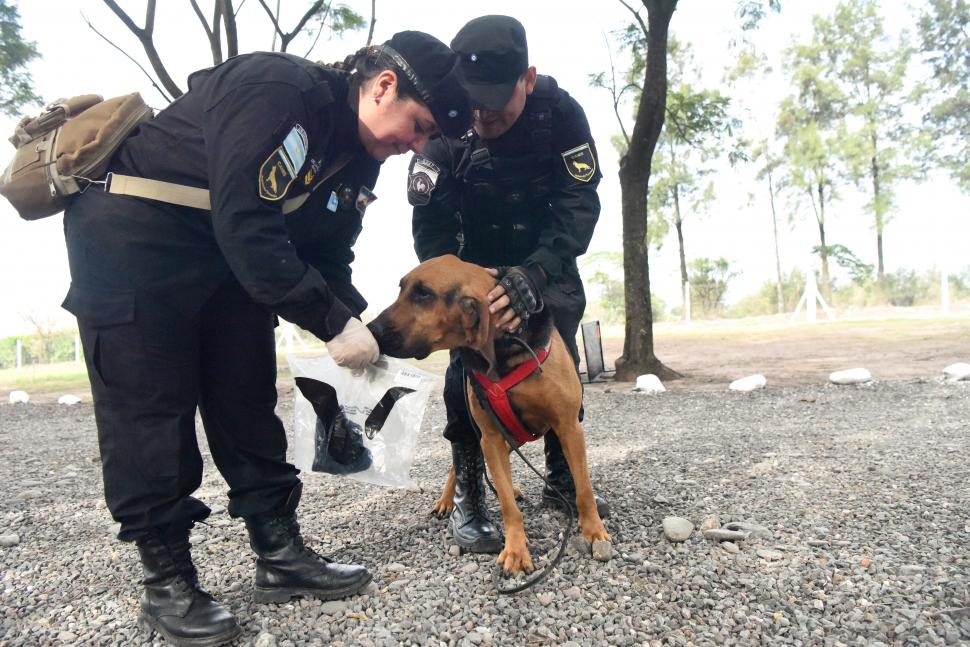 NARCÓTICOS. A través de pseudo olores pueden detectar la presencia de drogas.