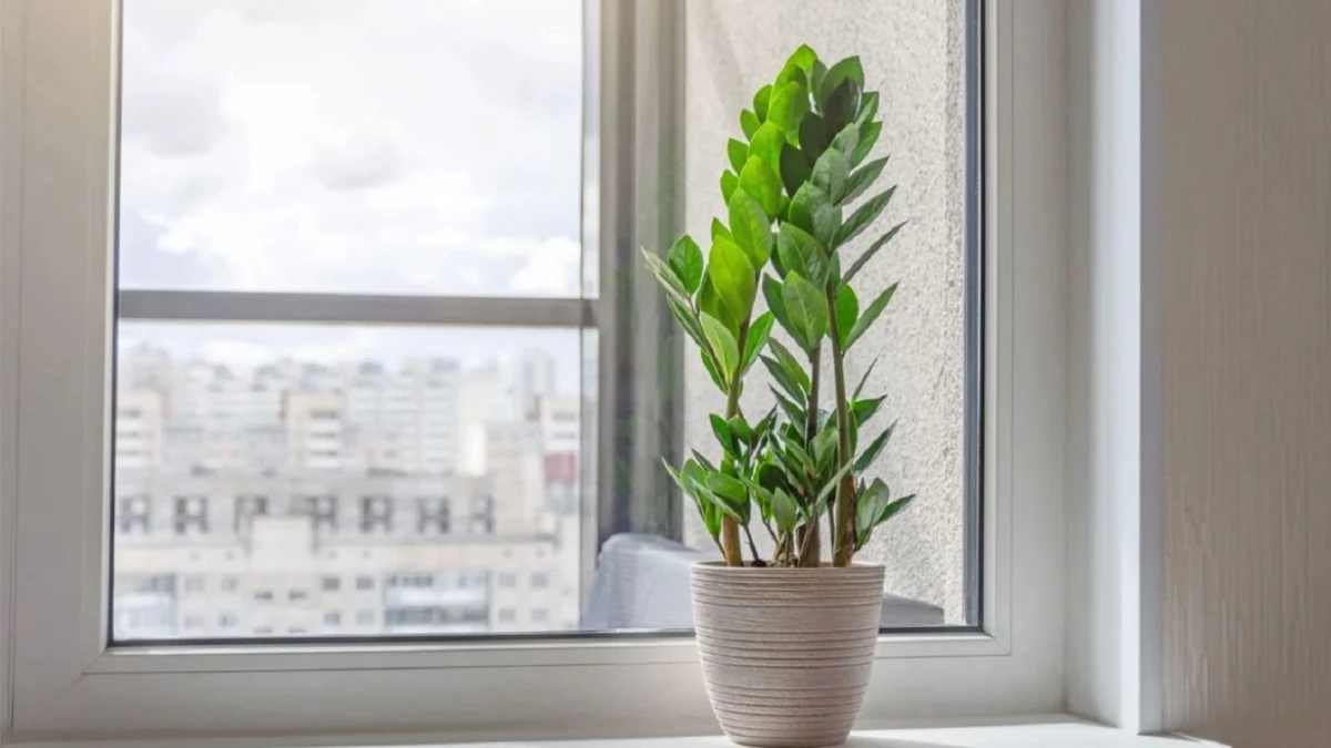 Cuál es la planta “eterna” que conquista hogares y oficinas