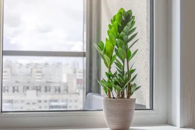 Cuál es la planta “eterna” que conquista hogares y oficinas