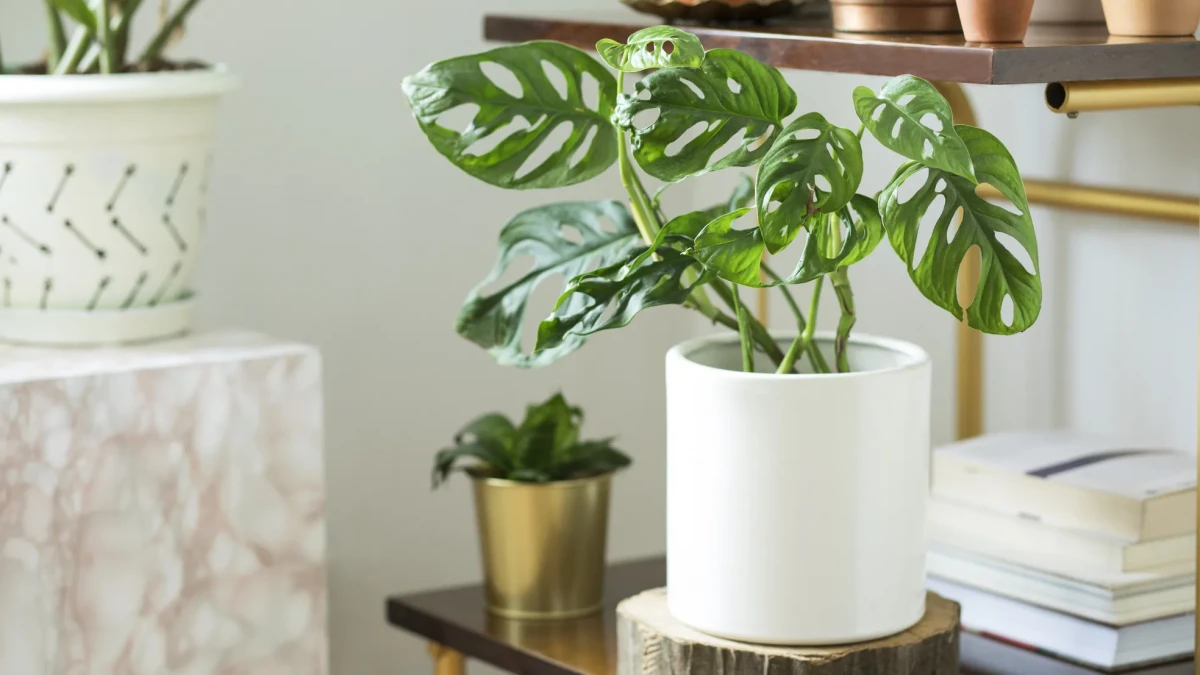 Feng Shui y prosperidad: dónde colocar las plantas para atraer dinero y abundancia en casa