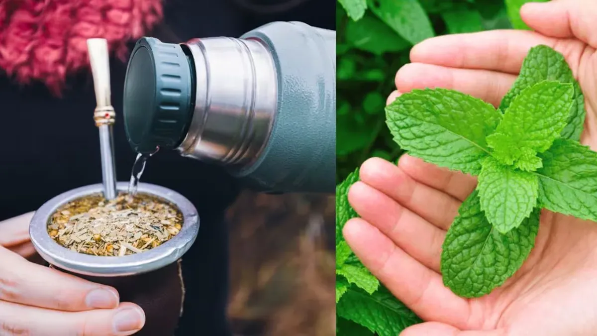 Por qué ponerle menta al mate puede mejorar tu salud: beneficios y propiedades