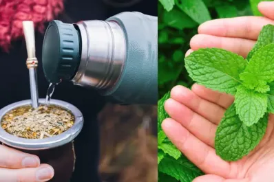 Por qué ponerle menta al mate puede mejorar tu salud: beneficios y propiedades