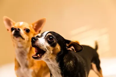 ¿Por qué los perros ladran solo a algunas personas? Esto dice la ciencia