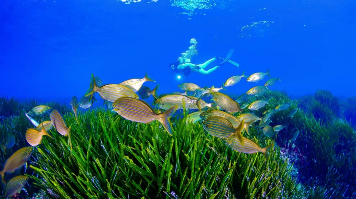 La ruta de buceo que no querrás perderte en la Región de Murcia