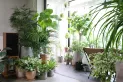 Cómo cuidar tus plantas en invierno sin usar productos químicos