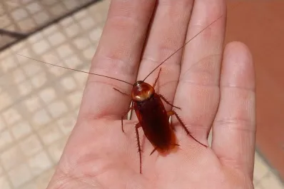 La cucaracha americana invade España: ya está presente en más de 1.000 municipios