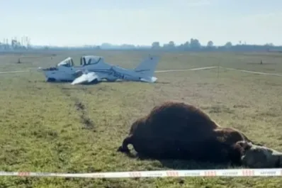Insólito accidente en Chivilcoy: una avioneta chocó contra un toro durante un aterrizaje