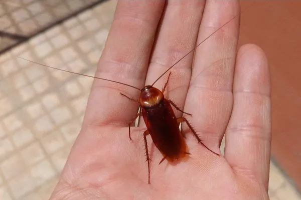La cucaracha americana invade España: ya está presente en más de 1.000 municipios