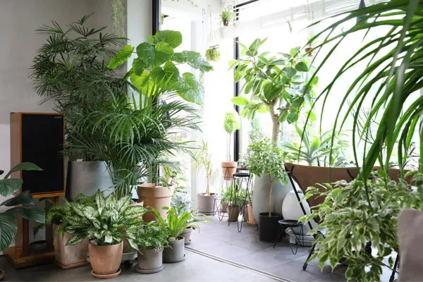 Cómo cuidar tus plantas en invierno sin usar productos químicos