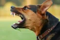 Señales de un perro agresivo: cómo actuar tras un ataque