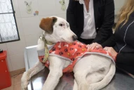 Herido, temblando y sin ayuda durante 11 horas: la historia de Salvador, el perrito que no se rindió y ahora busca una familia