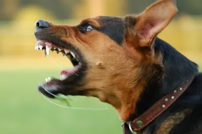 Señales de un perro agresivo: cómo actuar tras un ataque