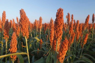 Sorgo: cómo lograr su máximo rendimiento