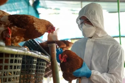 Influeza aviar: confirman un caso en Buenos Aires