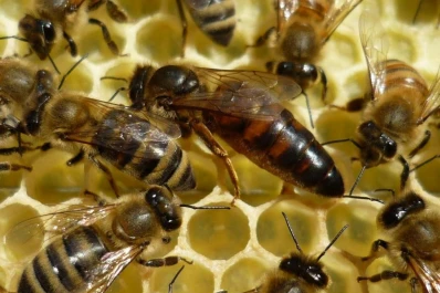 La exportación de abejas reina de la Argentina creció un 27% interanual
