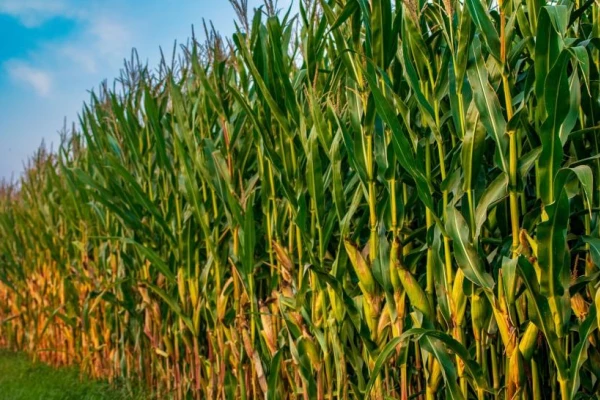 La rotación favorece la sustentabilidad de los agroecosistemas
