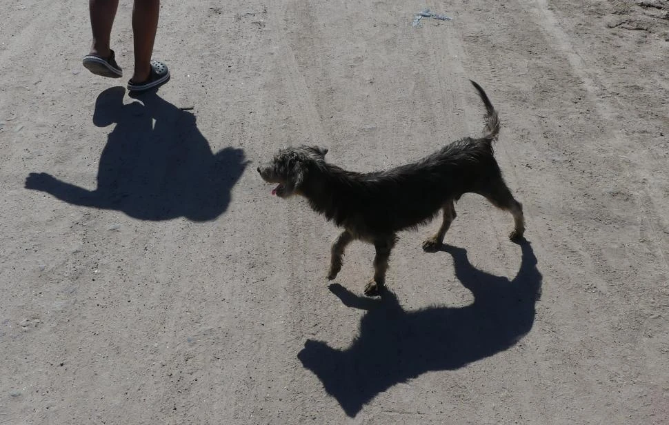 FALTA DE PREVENCIÓN. La mayoría de los ataques se da dentro de las casas de las víctimas y los protagonistas son perros con dueño.
