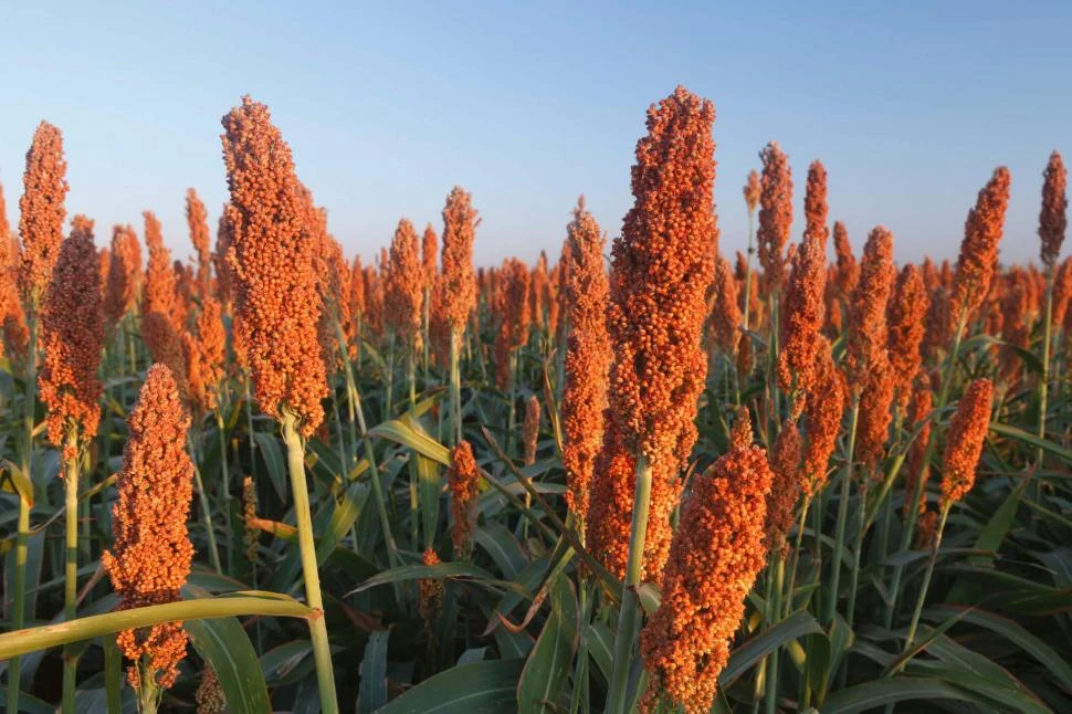 Sorgo: cómo lograr su máximo rendimiento