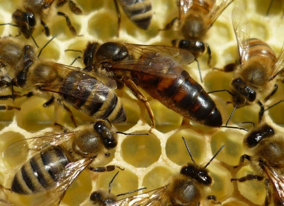 La exportación de abejas reina de la Argentina creció un 27% interanual