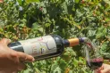 Ruta del Vino de Altura, una propuesta turística para degustar y conocer los viñedos de los Valles Calchaquíes