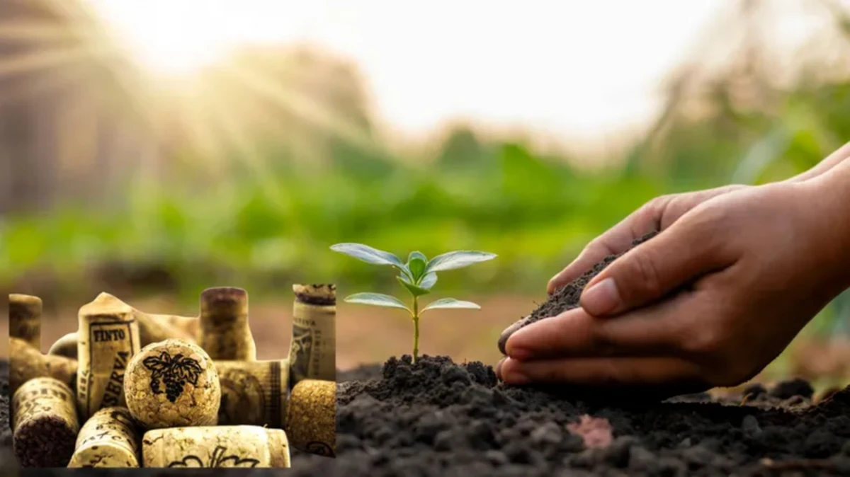 El secreto verde de los corchos: por qué recomiendan usarlos en la tierra de las plantas