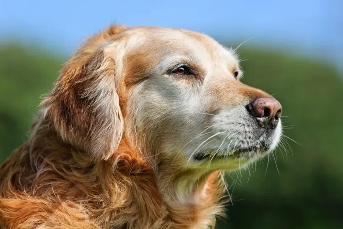 Día Mundial del Perro: ¿cuál es el triste origen de esta fecha?