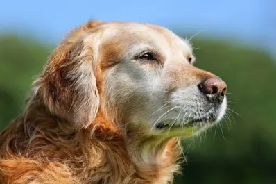 Día Mundial del Perro: ¿cuál es el triste origen de esta fecha?