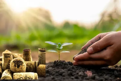 El secreto verde de los corchos: por qué recomiendan usarlos en la tierra de las plantas