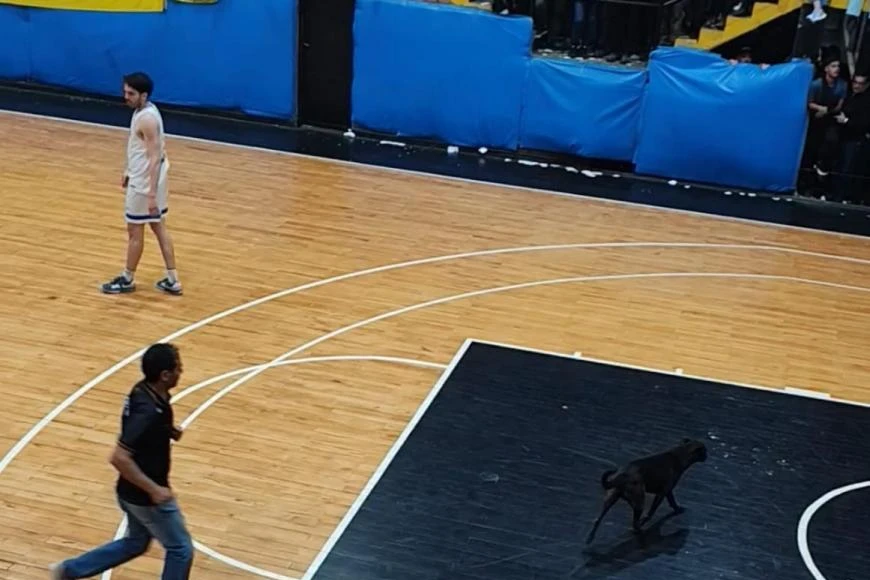 Intruso en el parqué