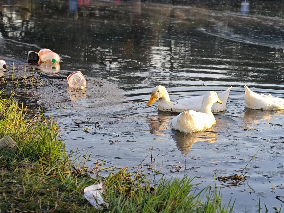 DURO. La belleza de los patos choca con la degradación del entorno.