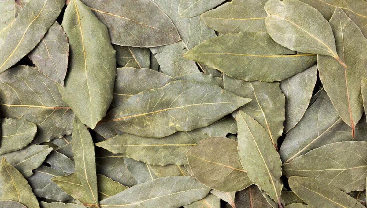EN LA COCINA. El laurel es uno de los condimentos habituales en los guisos argentinos pero podría ser un aliado en la higiene de tu casa.