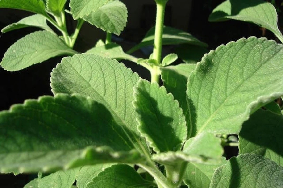 El té de boldo está contraindicado para mujeres embarazadas y lactantes.