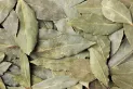 Conocé la planta que ahuyentará cucarachas y ratas de tu casa