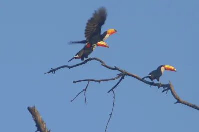 Tucanes en San Javier: qué hacer si los vemos y cómo cuidar su hábitat