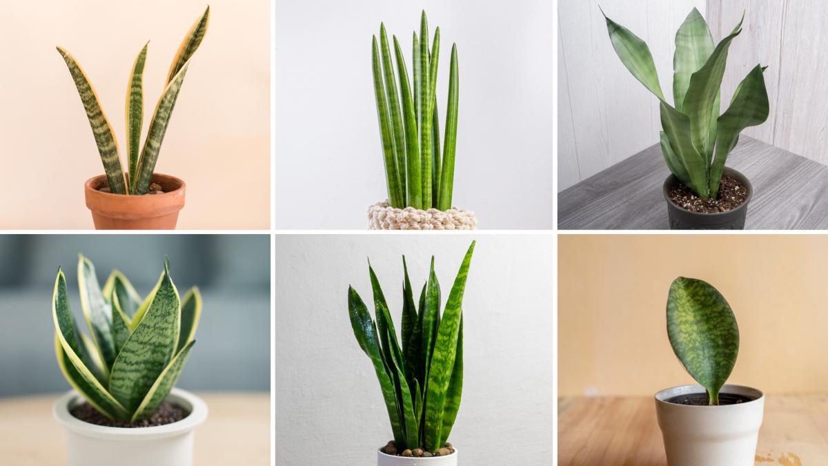 Verde que te quiero verde: ¿cuáles son las plantas ideales para tu oficina?