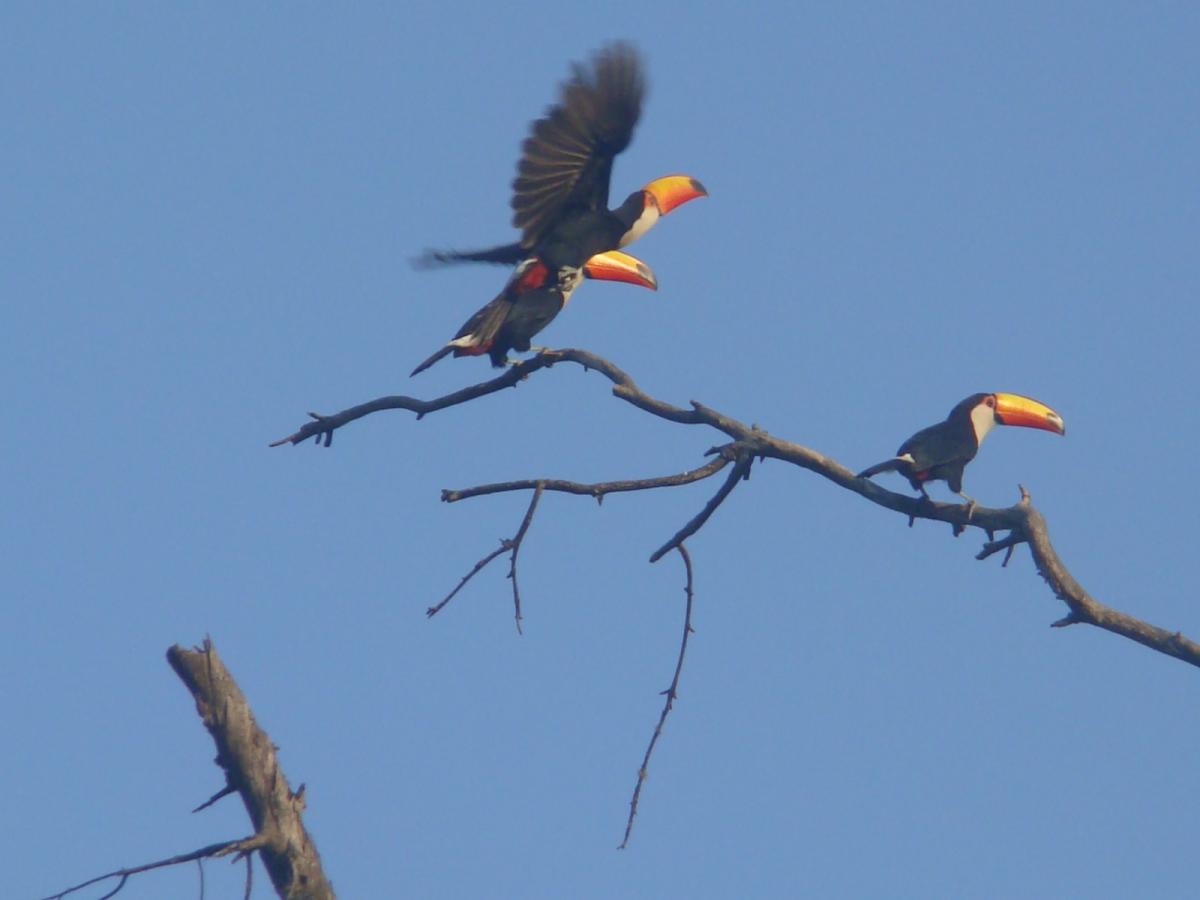 TUCANES EN SAN JAVIER. FOTOS DE María José Albornoz
