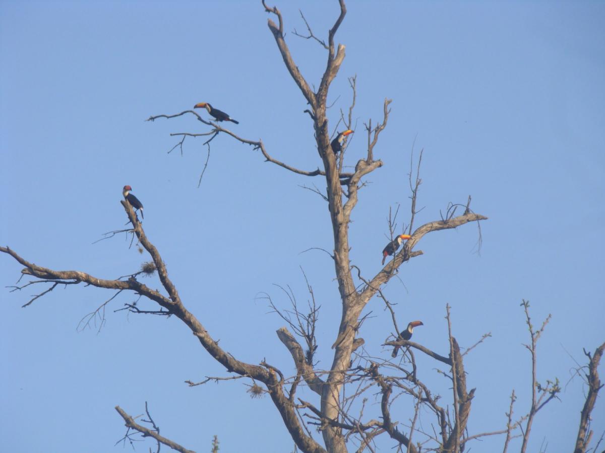 Tucanes en San Javier: qué hacer si los vemos y cómo cuidar su hábitat