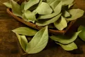 Poné laurel en el baño y mirá lo que pasa: cuatro formas simples y poderosas