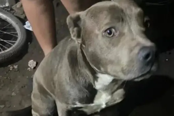 La Plata: qué reveló la autopsia del nene que fue hallado muerto y con mordeduras en su cuerpo