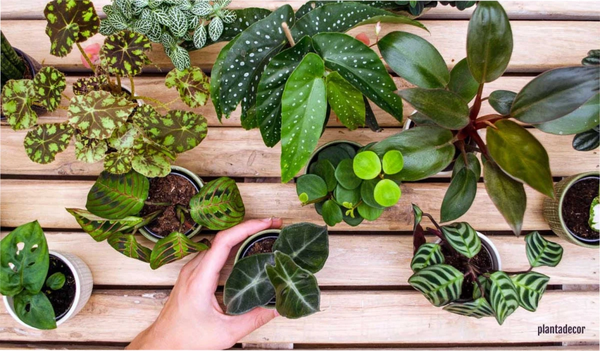 PARA TUS PLANTAS. Este truco es ideal para darle vida a tu jardín.